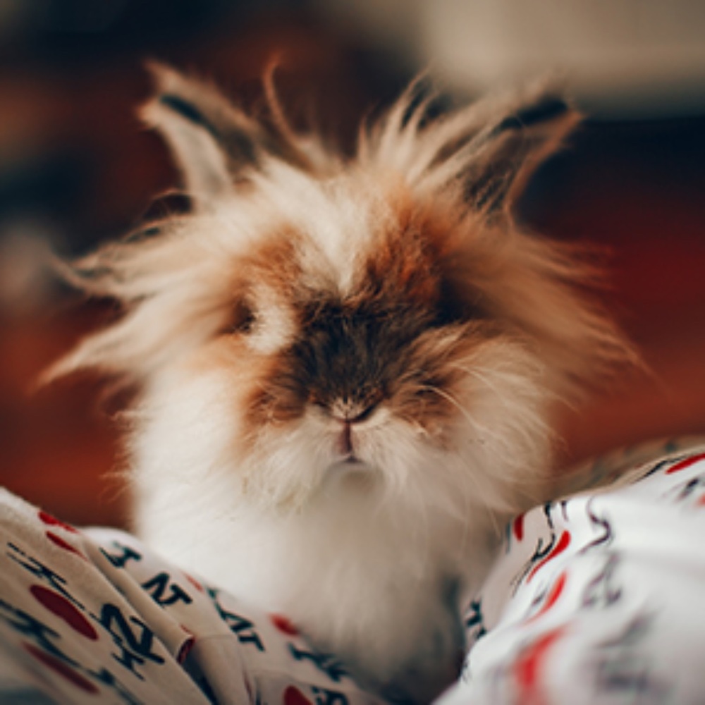 Meet your Posher, Jeanne